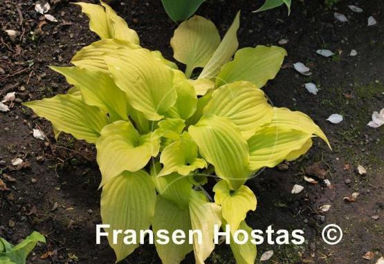 Hosta Ogon Amachi